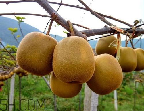 红心猕猴桃怎么算熟了 红心猕猴桃怎么放熟