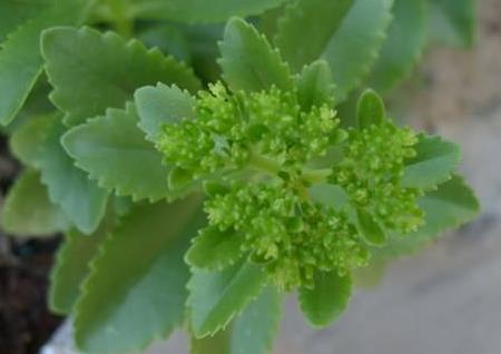 土三七能吃吗 切不可自行服用