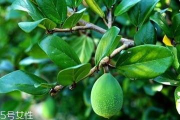 木莲果和薜荔果的区别 木莲果的成熟时间 木莲果和薜荔果的区别 木莲果的成熟时间
