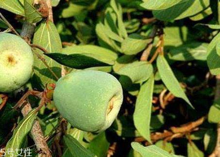 木莲果和薜荔果的区别 木莲果的成熟时间 木莲果和薜荔果的区别 木莲果的成熟时间