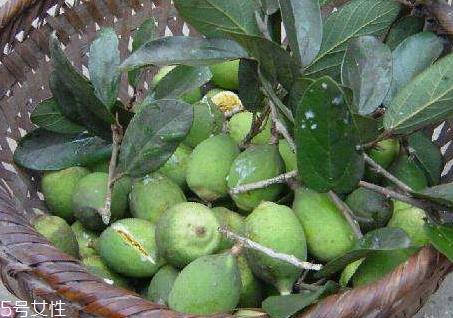 木莲果和薜荔果的区别 木莲果的成熟时间 木莲果和薜荔果的区别 木莲果的成熟时间