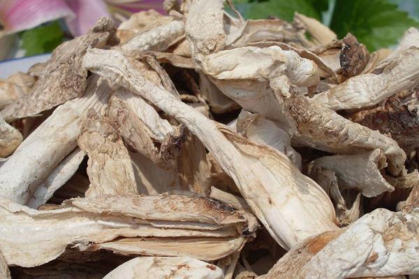 坐月子可以吃鸡腿菇吗 补充蛋白质 坐月子可以吃鸡腿菇吗 补充蛋白质