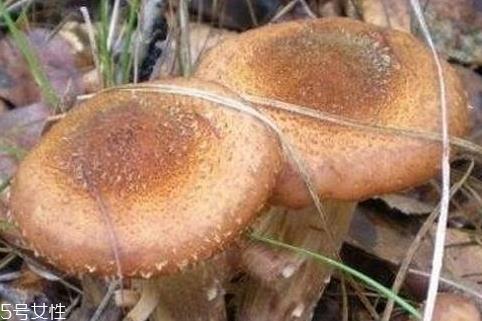 榛蘑怎么洗干净 教你几招清洗技巧