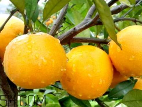 冰糖橙什么时候成熟 冰糖橙什么时候上市