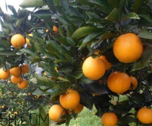 冰糖橙什么时候成熟 冰糖橙什么时候上市