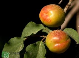 吃完杏子能喝牛奶吗？杏子和牛奶能一起吃吗？