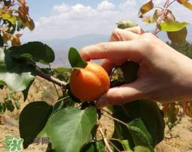 吃完杏子能喝牛奶吗？杏子和牛奶能一起吃吗？