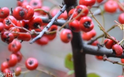 救救粮的营养和功效作用