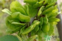 榆钱能冷冻保存吗?榆钱可以冷藏保存吗?