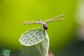 莲蓬什么时候成熟？莲蓬什么时候上市？