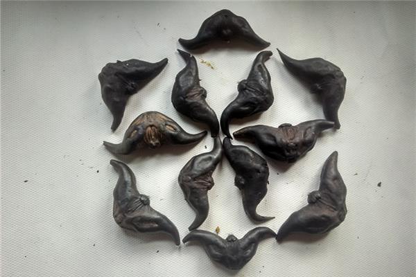 煮菱角需要放什么东西吗 煮菱角的水能喝吗