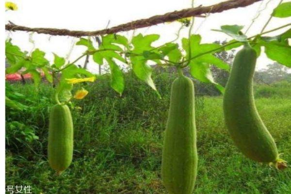 瓠瓜怎么做好吃呢 瓠瓜有什么食用禁忌吗