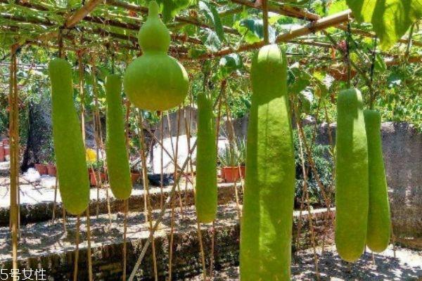 瓠瓜怎么做好吃呢 瓠瓜有什么食用禁忌吗