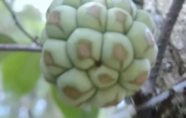 一年四季都开花结果的水果，几乎少有人种植，仅有土豪吃得起！