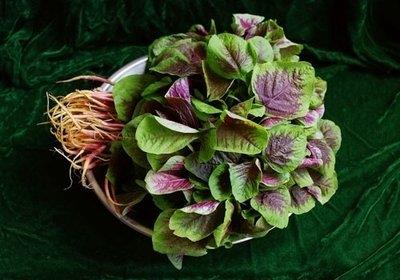 红苋菜可以凉拌吗 红苋菜怎么凉拌好吃