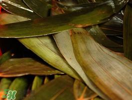 粽子叶怎么洗？粽叶怎么洗才干净？