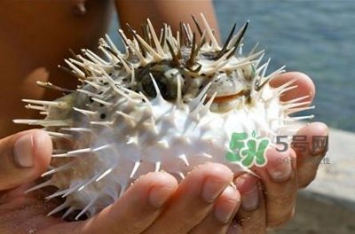 ​河豚中毒会产生幻觉吗？河豚中毒多久发作