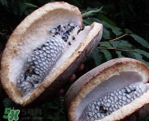 羊开口的中药别名 羊开口是什么中药