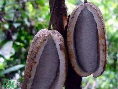 羊开口的中药别名 羊开口是什么中药