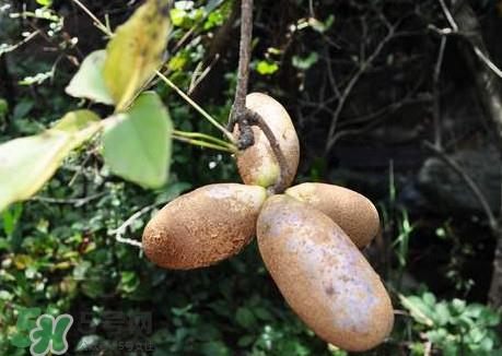 预知子是什么？预知子中药能治什么病