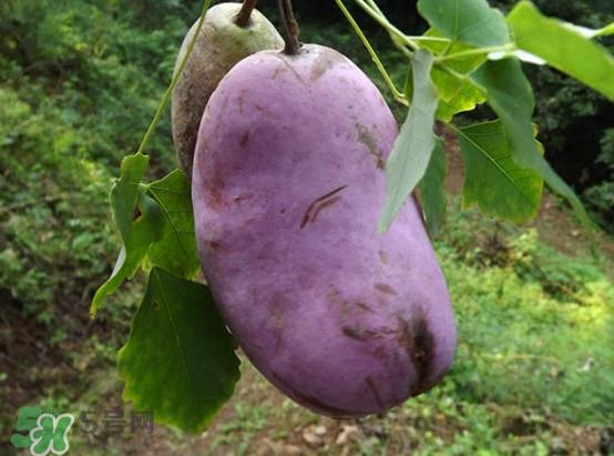 预知子是什么？预知子中药能治什么病