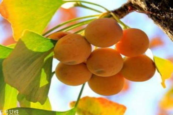 什么是银杏呢 银杏有什么营养价值呢