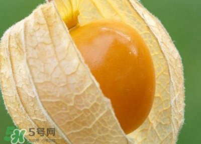 灯笼果是热性还是凉性?灯笼果是凉性的吗?