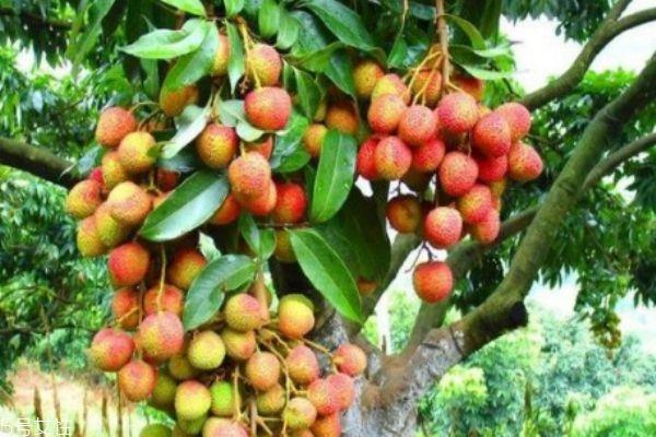 荔枝吃多了酒驾 吃了荔枝能开车吗 荔枝吃多了酒驾 吃了荔枝能开车吗