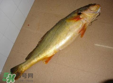 黄唇鱼是什么鱼？黄唇鱼是淡水鱼吗