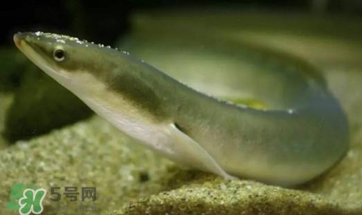 鳗鱼是鳝鱼吗？鳗鱼是白鳝吗