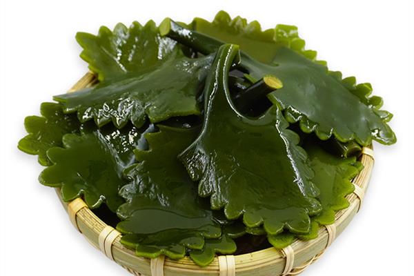 海带和裙带菜一样吗 海带和裙带菜的区别 海带和裙带菜一样吗 海带和裙带菜的区别