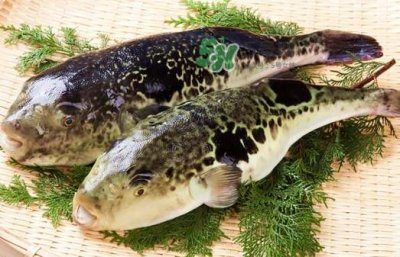 ​河鲀怎么吃？河鲀怎么处理