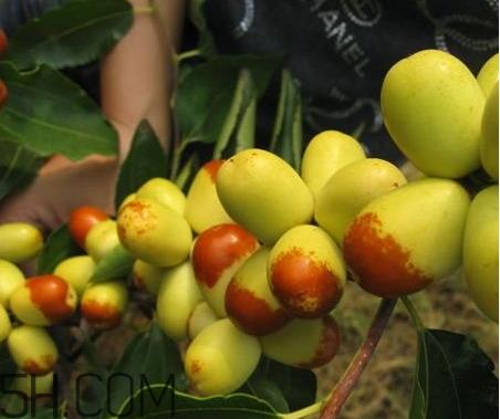 梨枣什么季节成熟 梨枣产地 梨枣什么季节成熟 梨枣产地