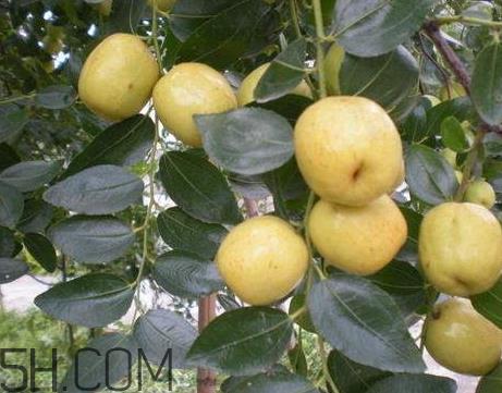 梨枣什么季节成熟 梨枣产地 梨枣什么季节成熟 梨枣产地