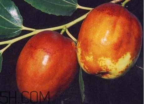 梨枣什么季节成熟 梨枣产地 梨枣什么季节成熟 梨枣产地