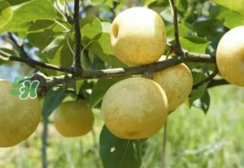 奈李多少钱一斤?奈李价格表 奈李多少钱一斤?奈李价格表