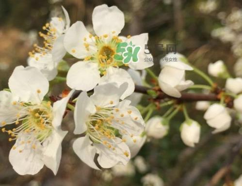 奈李多少钱一斤?奈李价格表 奈李多少钱一斤?奈李价格表