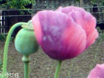 罂粟是什么 多种镇静剂的来源