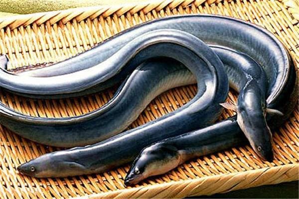 鳗鱼是海鱼还是淡水鱼 鳗鱼怎么做好吃又简单