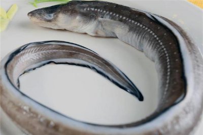 ​鳗鱼是海鱼还是淡水鱼 鳗鱼怎么做好吃又简单