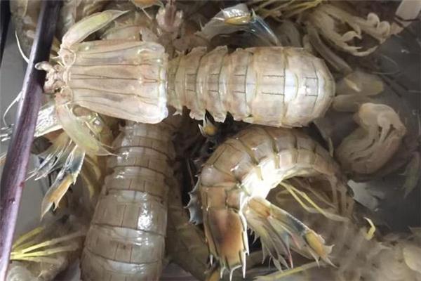 濑尿虾是海鲜吗 属于这个品种 濑尿虾是海鲜吗 属于这个品种