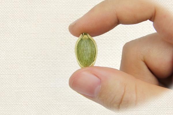 南瓜子是发物吗 属于发物类