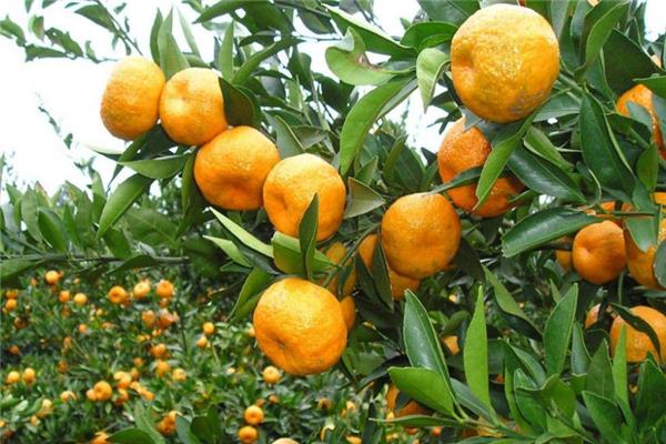 椪柑是热性还是凉性 不用担心上火 椪柑是热性还是凉性 不用担心上火