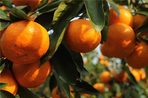 椪柑是热性还是凉性 不用担心上火 椪柑是热性还是凉性 不用担心上火