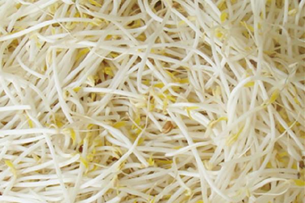 绿豆芽的功效和作用 绿豆芽可以经常吃吗