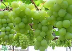 青提太酸怎么办?青提怎么放才甜 ? 青提太酸怎么办?青提怎么放才甜 ?