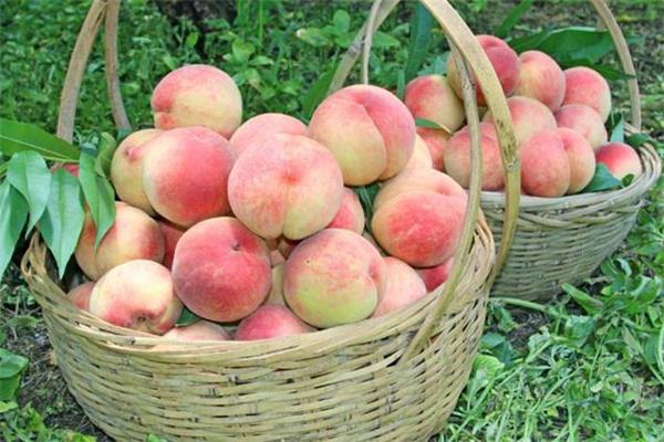 吃毛桃会上火吗 毛桃吃了上火怎么办