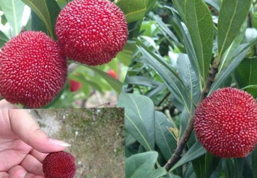 东魁杨梅好吃吗?东魁杨梅为什么这么火 东魁杨梅好吃吗?东魁杨梅为什么这么火