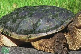 鳄龟为什么不能放生？鳄龟咬人吗？