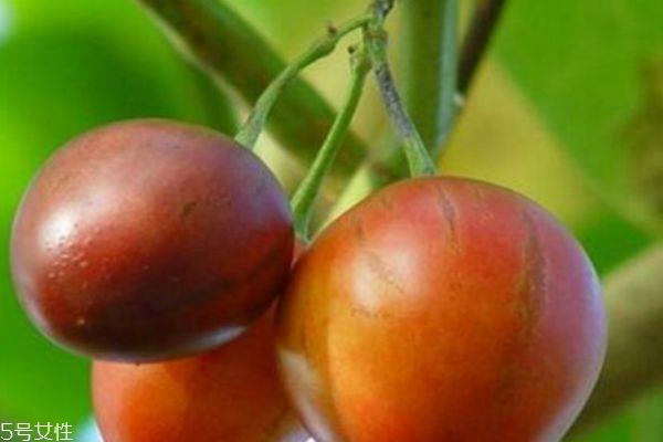 树番茄可以直接吃吗 树番茄的营养价值
